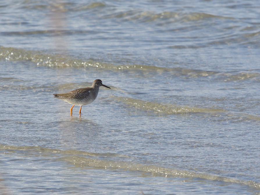 ein Rotschenkel an der Ostsee