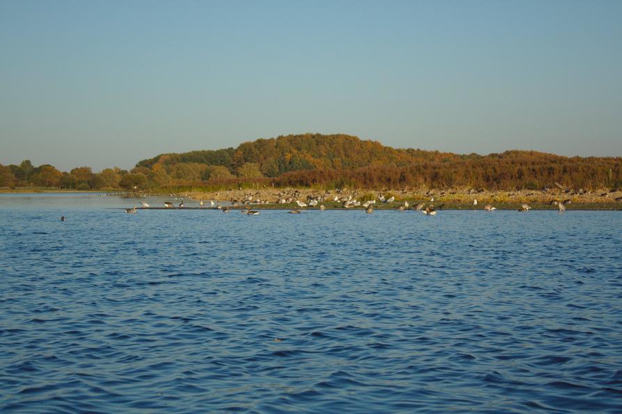 Gänse auf der Vogelinsel Probstenwerder in Preetz