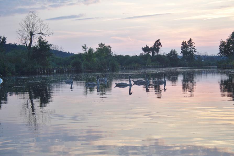 junge Schwäne auf der Peene