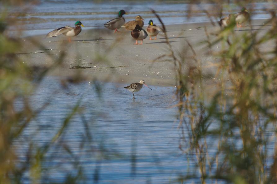 Stockenten und eine Pfuhlschnepfe auf einer Sandbank