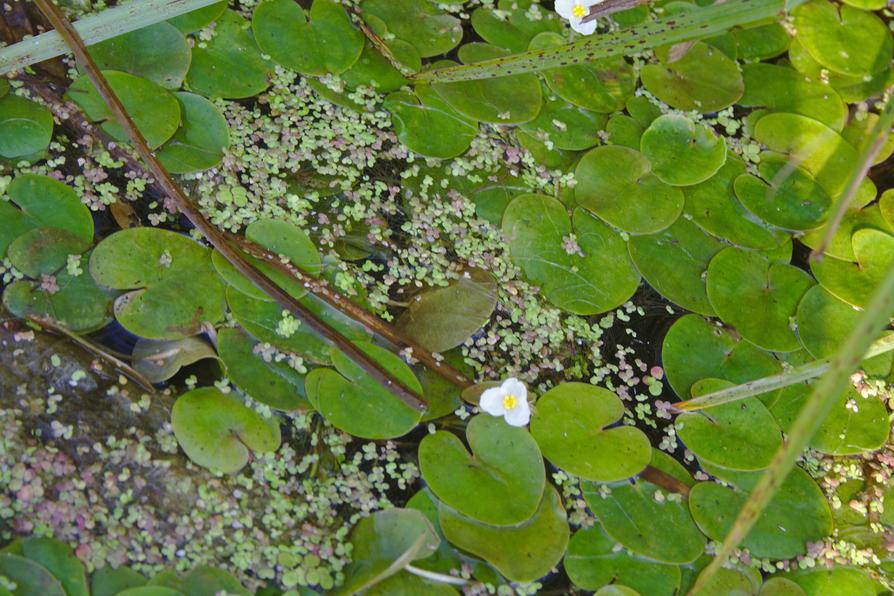 Froschbiß auf der Randow