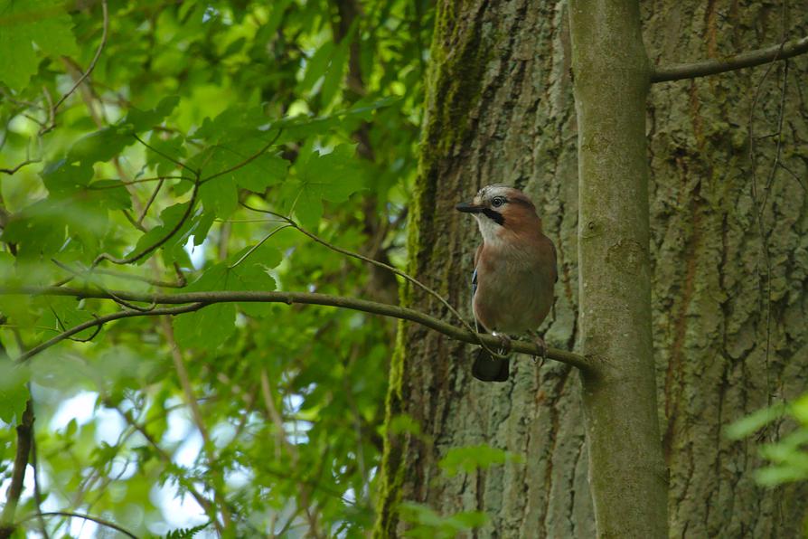 Eichelhäher am Schaalseekanal