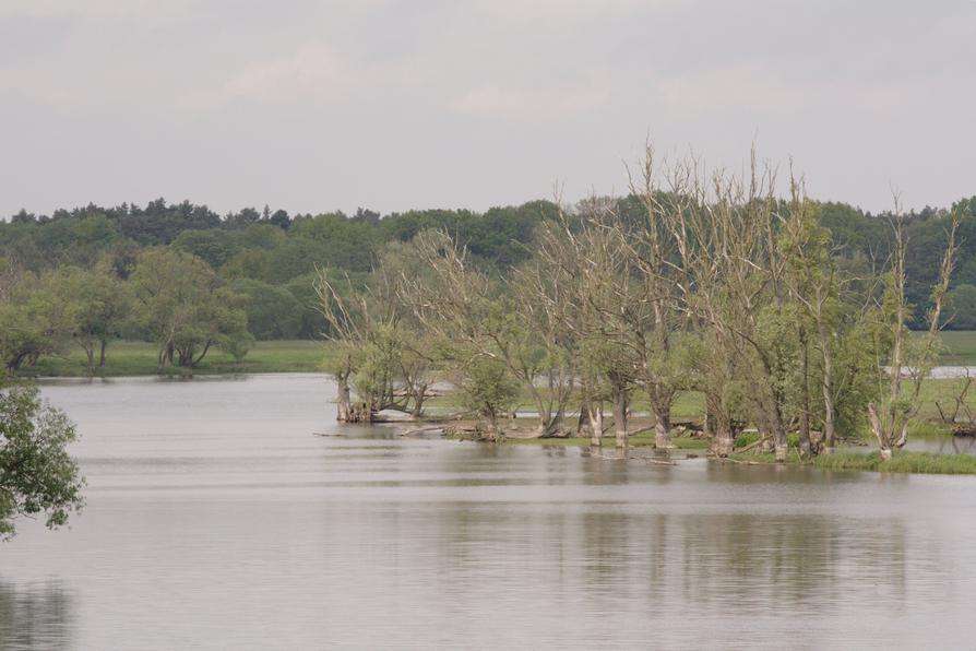 Untere Havel vor der Mündung