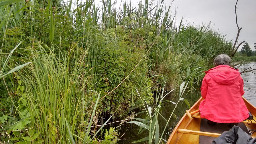 viele Sumpfstauden an der Peene