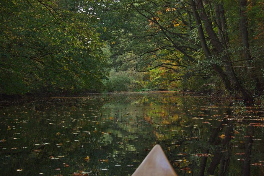 Auenwald an der Schwentine in Herbstfarben