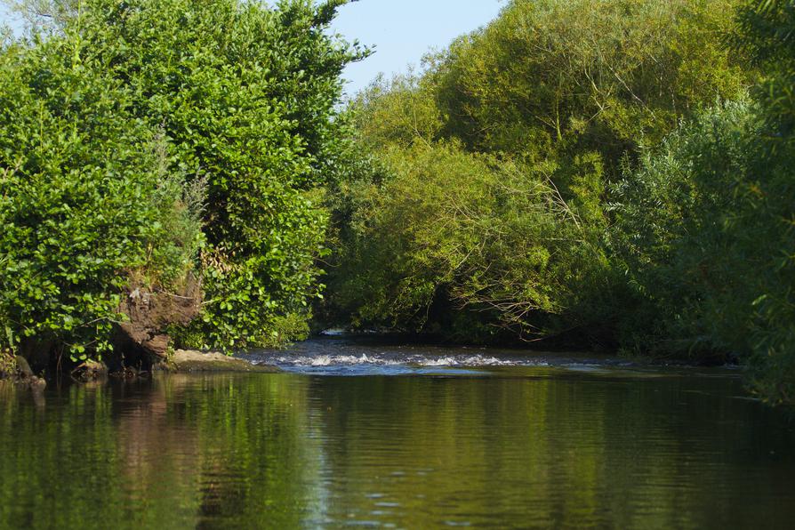 steiniger Schwall und Büsche auf der Bramau