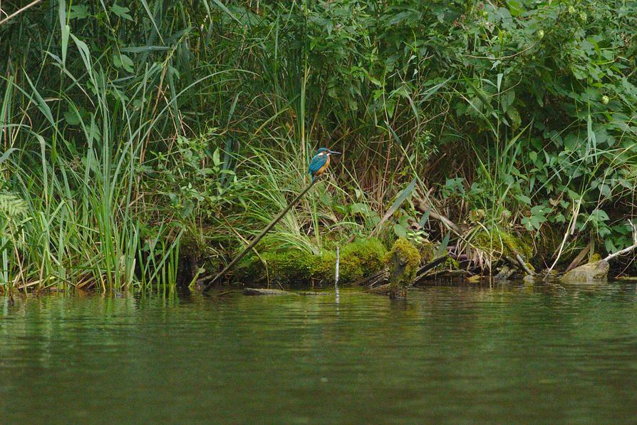 ein Eisvogel am Havel-Ufer