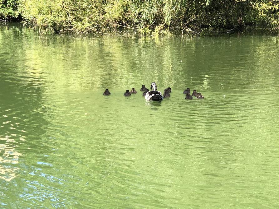 Entenfamilie auf dem Kirchsee