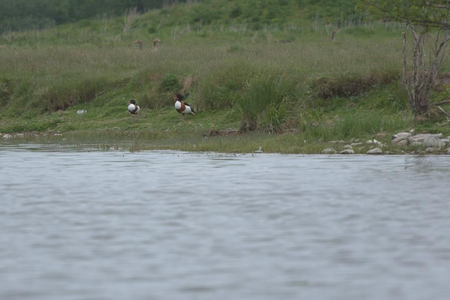 Brandgänse auf der Insel Bischofswerder