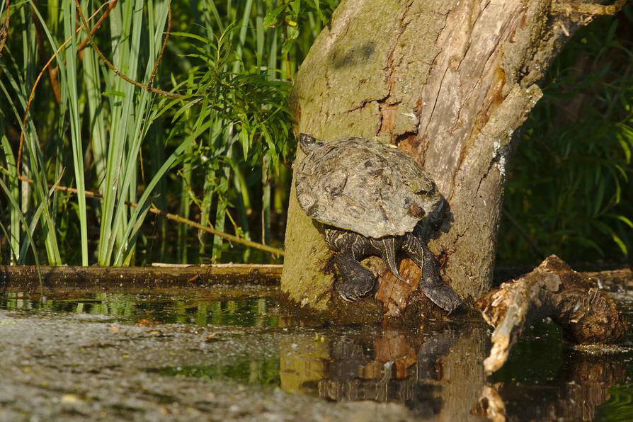 Schildkröte an der Schwentine in der Sonne Schildkröte an der Schwentine in der Sonne
