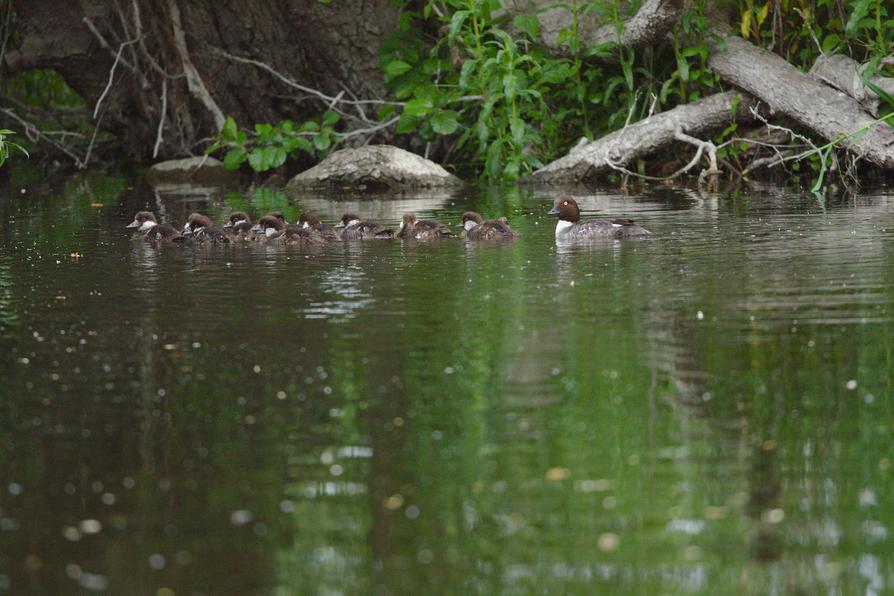 Familie Schellente in Preetz