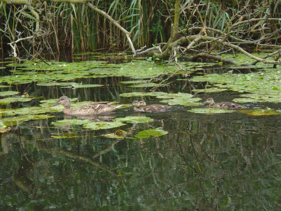 Stockentenfamilie auf der Schwentine Stockentenfamilie auf der Schwentine