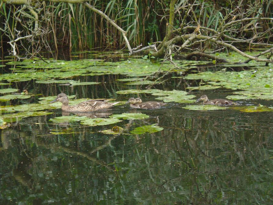 Stockentenfamilie auf der Schwentine