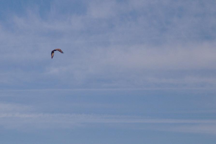 großer Seeadler im Anflug