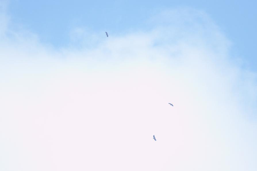 Seeadler über der Schwentine Seeadler über der Schwentine
