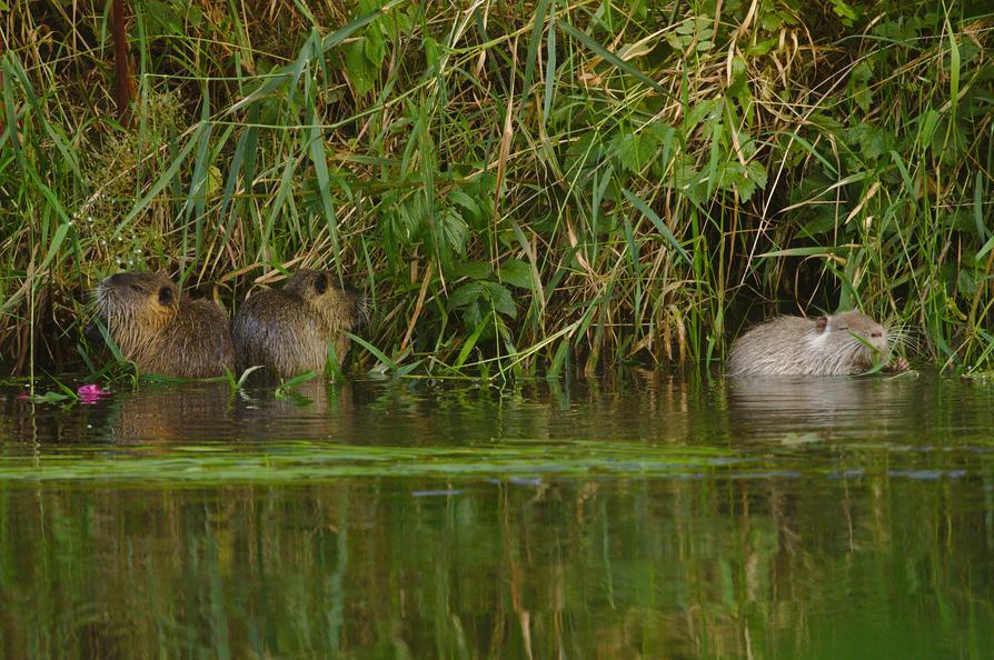 junge Nutria an der Ilmenau