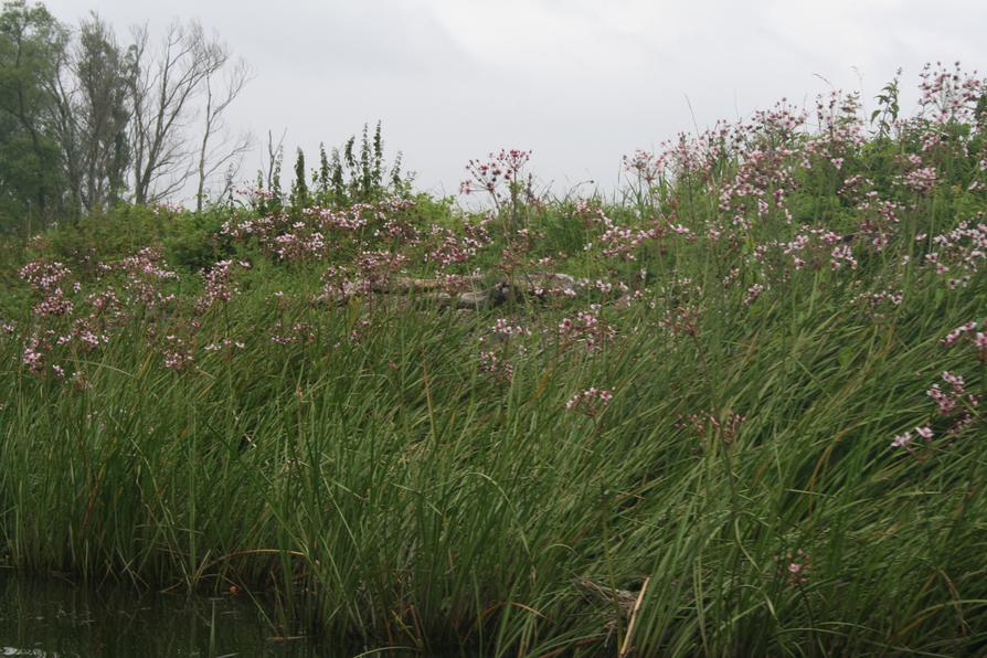 Schwanenblumen an der Havel