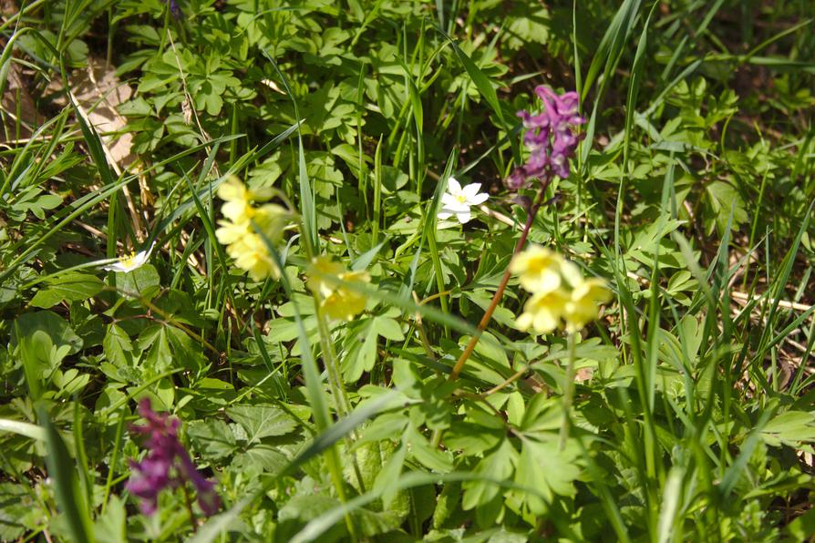 Hohler Lerchensporn und Schlüsselblumen