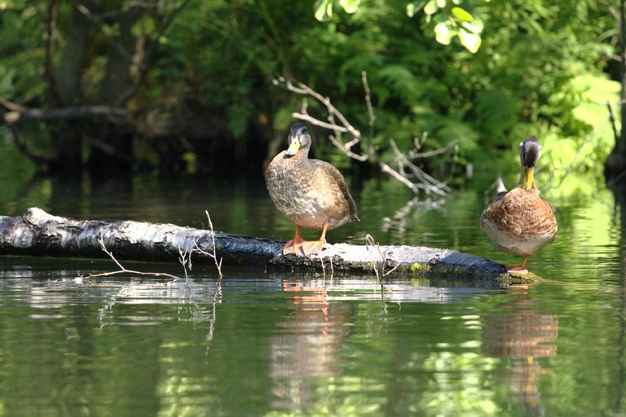 Stockenten an der Drosedower Bek