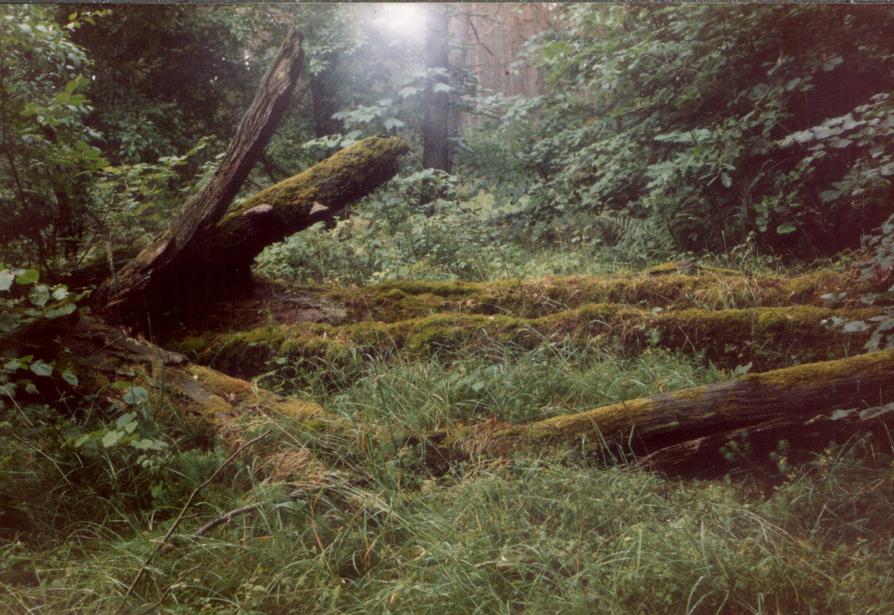 Urwald im Müritz-Nationalpark