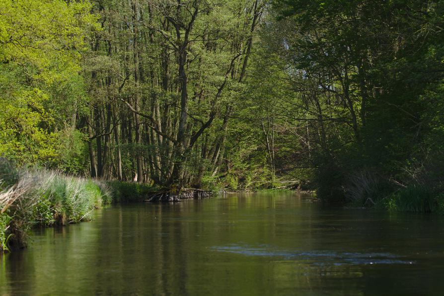 Erlenbruchwald an der Warnow