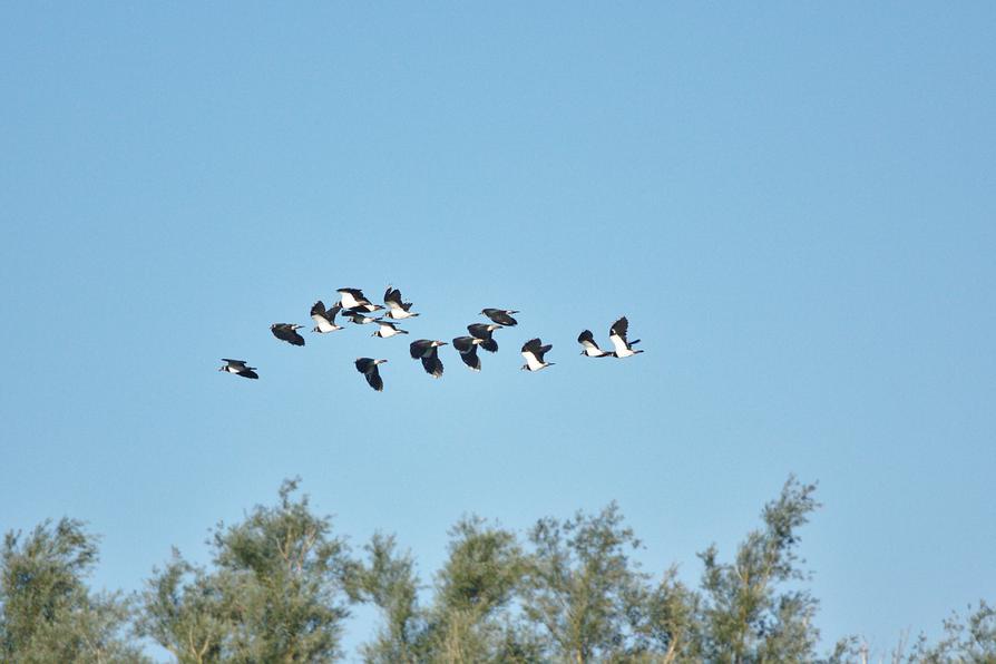 Kiebitze an der Peene