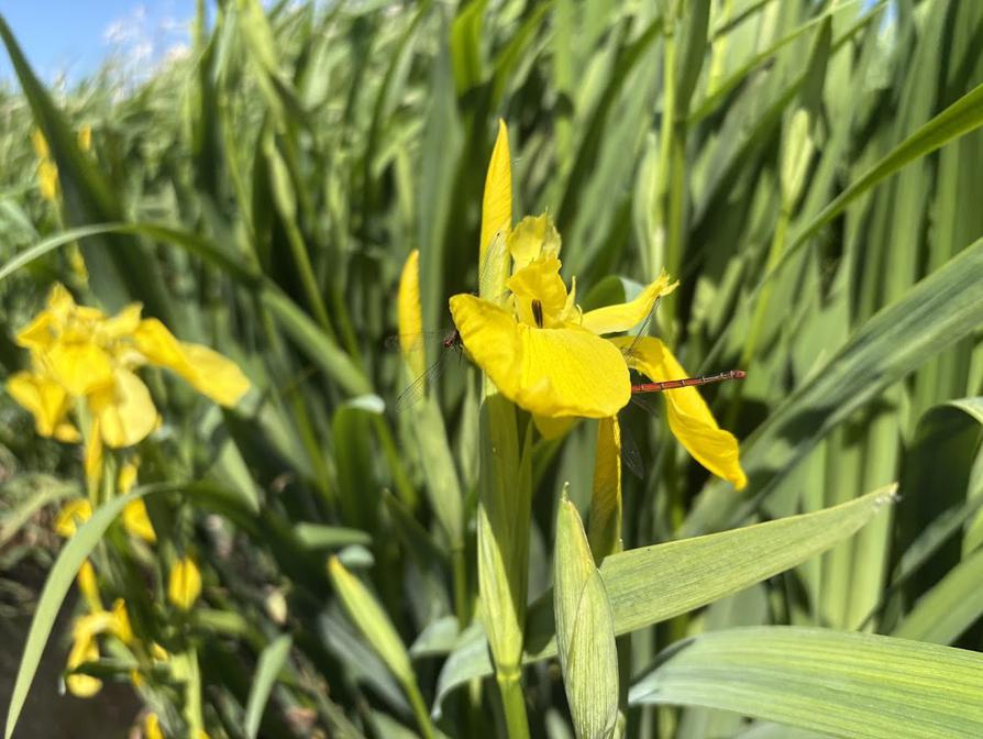 Iris an der Sorge - mit Libelle