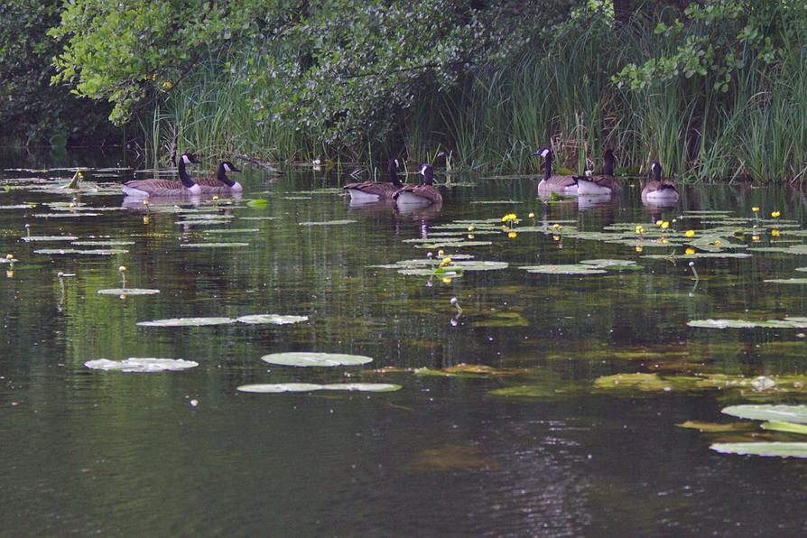 Kanadagänse auf dem Rosensee