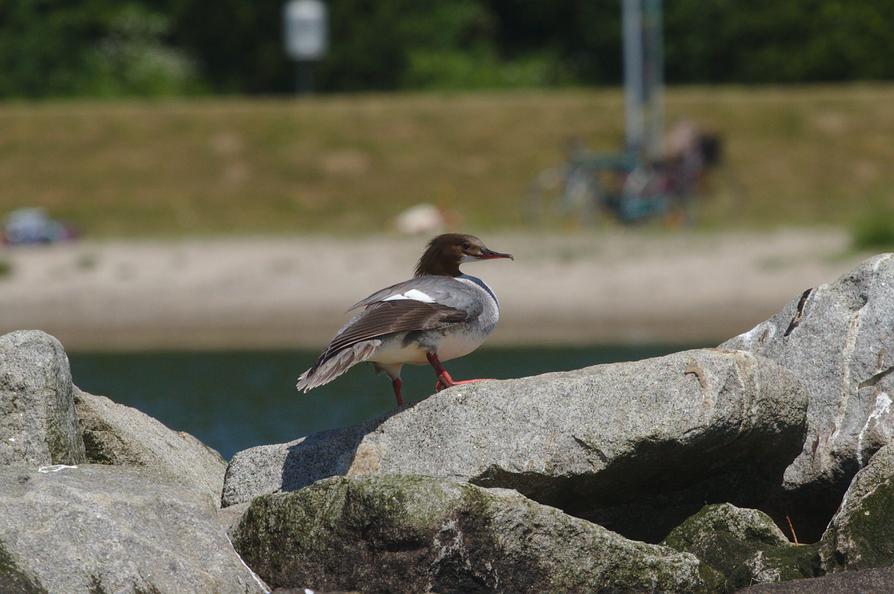 Gänsesäger auf der Schlei