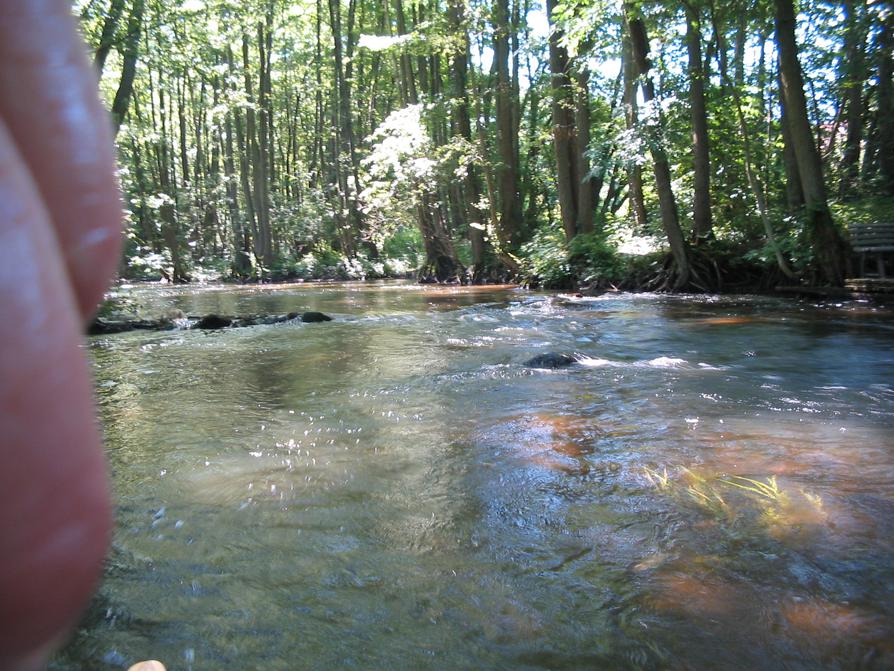 bewaldete Warnow-Schlucht