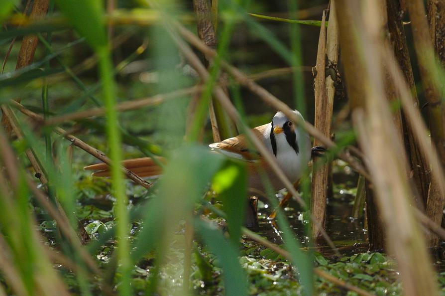 Bartmeise an der Oder