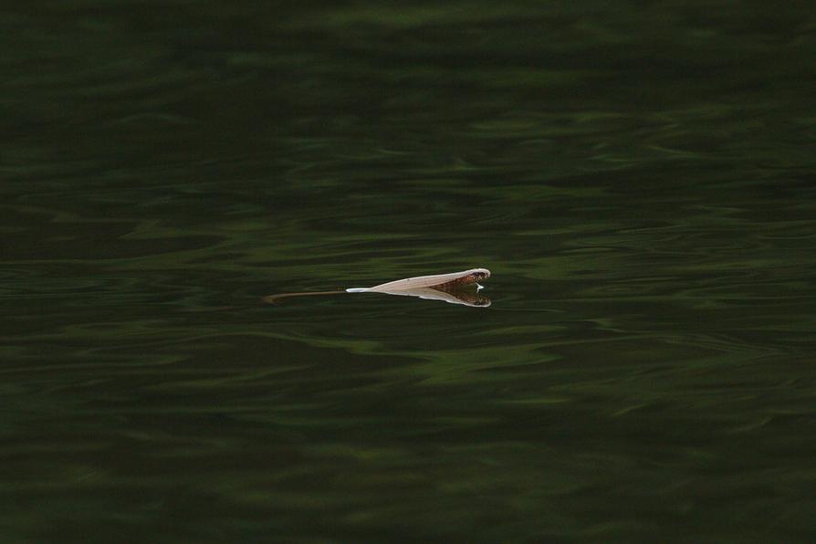 Blindschleiche im Drewensee