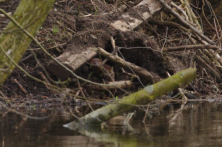 Mink an der Schwentine