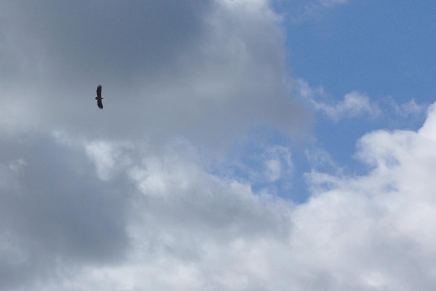 Seeadler über dem Lanker See Seeadler über dem Lanker See