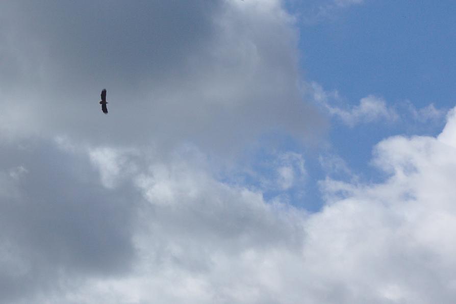 Seeadler über dem Lanker See