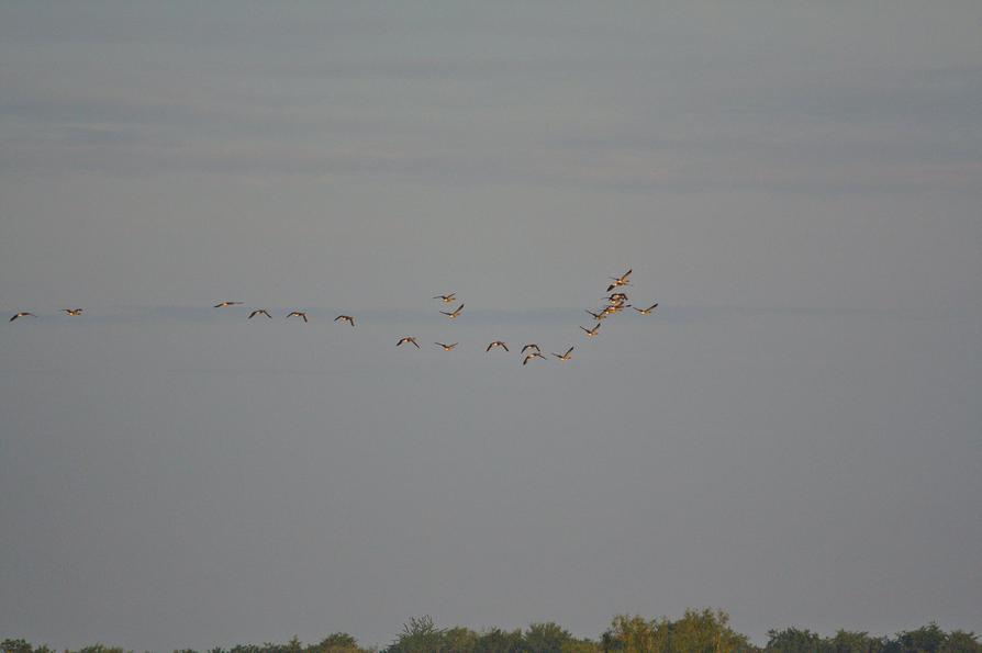 Graugänse in der Morgensonne