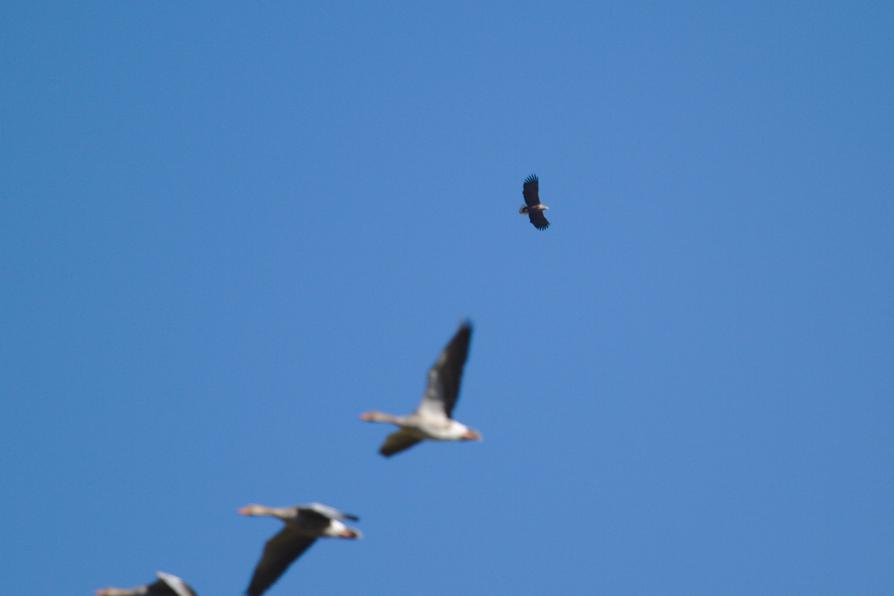 Seeadler und Graugänse