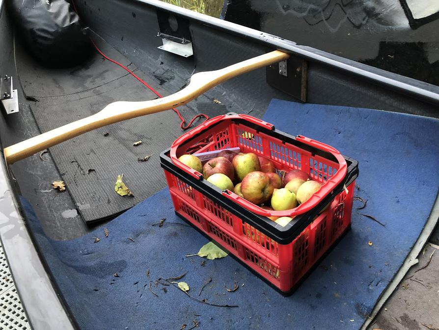 einige Kilogramm Äpfel für Apfelmus