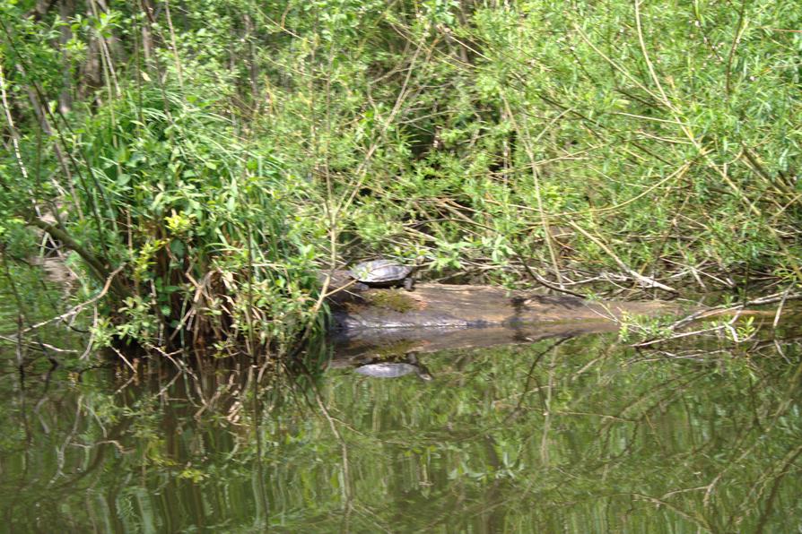 zweite Schildkröte