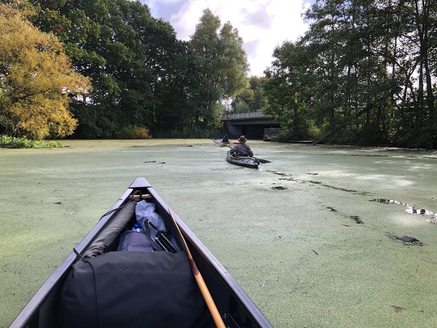 Entengrütze auf dem Rosensee Entengrütze auf dem Rosensee