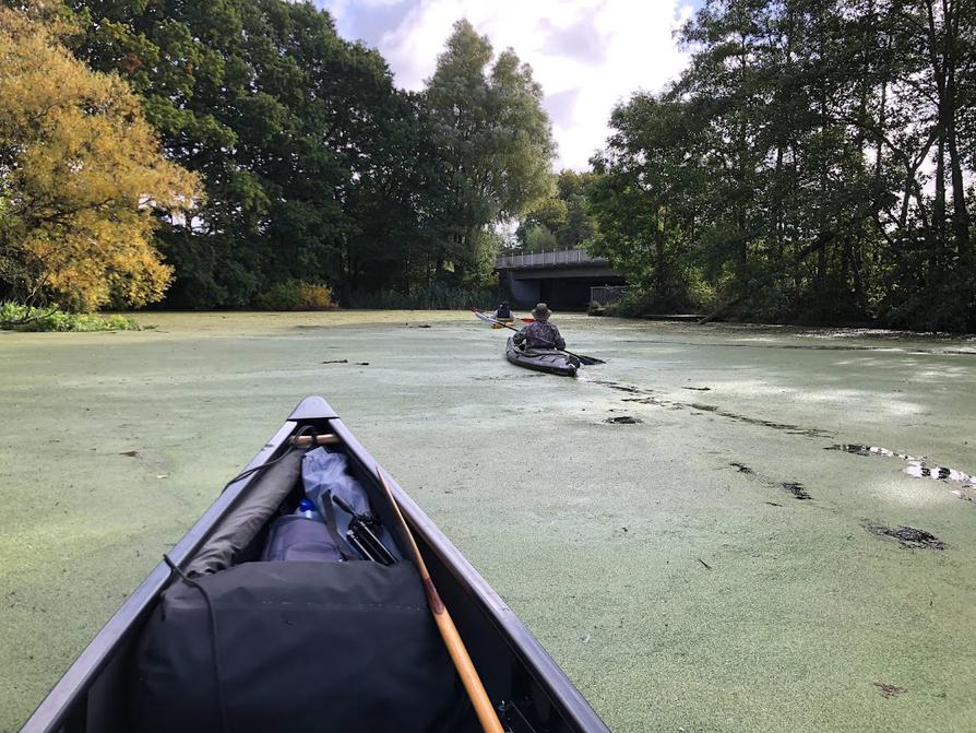 Entengrütze auf dem Rosensee