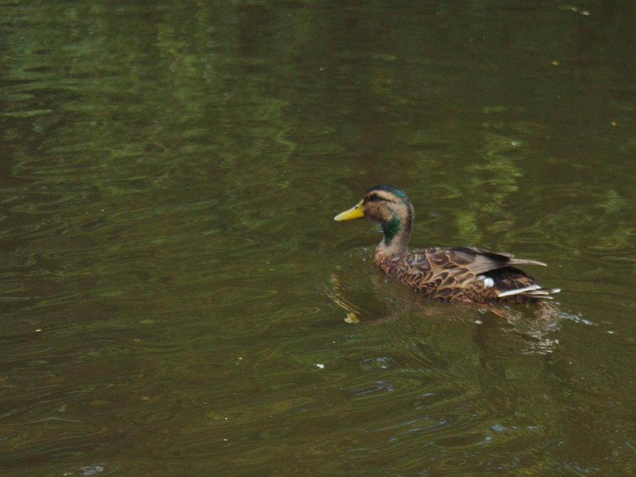 junger Stockenten-Erpel auf der Schwentine in Preetz