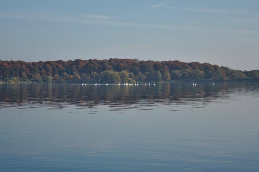 Höckerschwäne auf dem Kleinen Plöner See