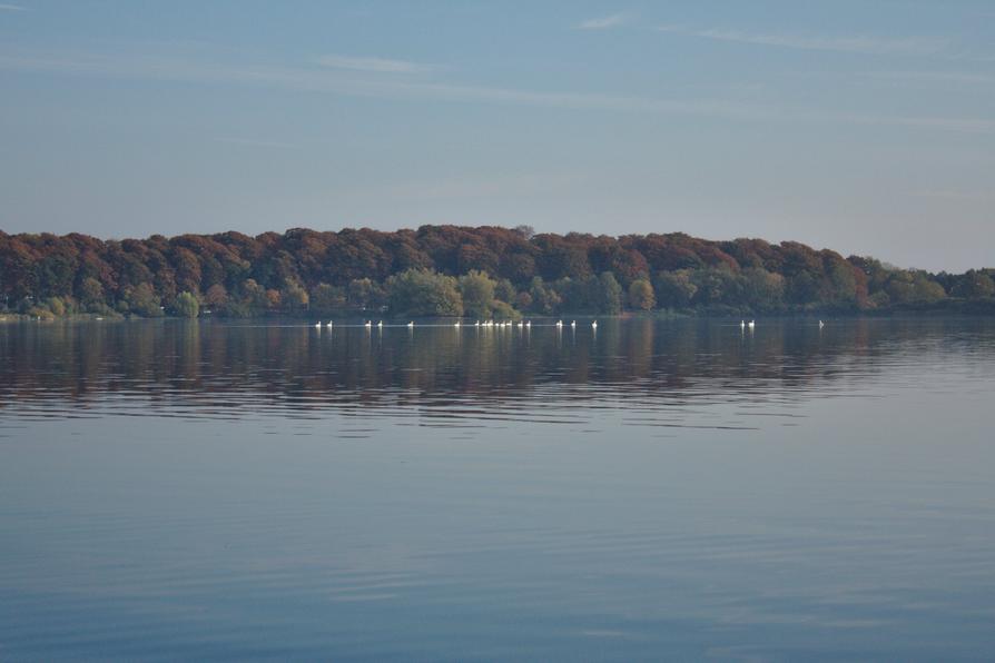 Höckerschwäne auf dem Kleinen Plöner See Höckerschwäne auf dem Kleinen Plöner See