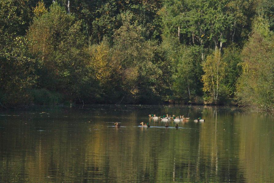 Stockenten auf dem Breitenburger Moorkanal