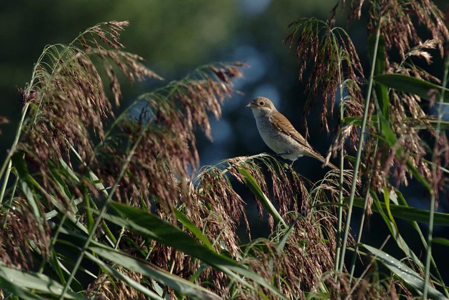 Jungvogel oder Weibchen des Neuntöters