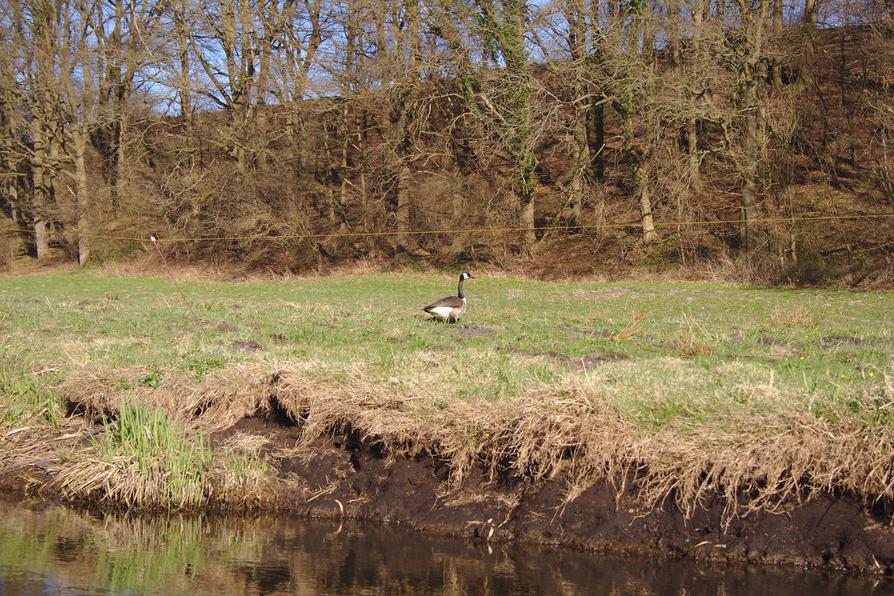 eine Kanadagans am Ufer