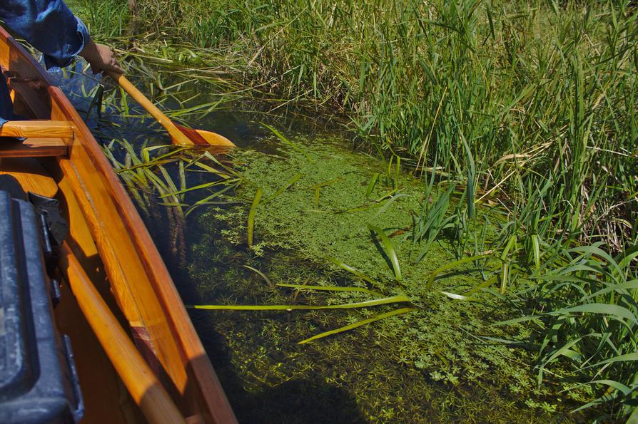 Wasserstern in der Eider Wasserstern in der Eider