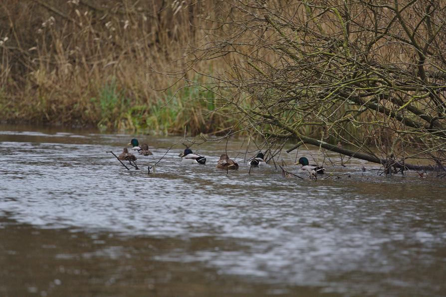 Stockenten auf der Schwentine