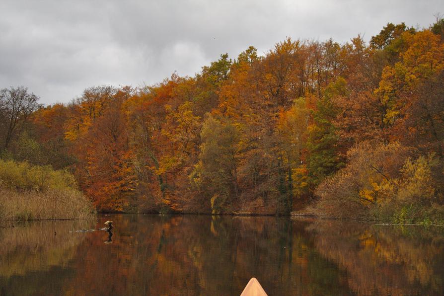 Buchen im Herbst